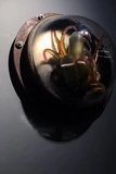 12、Robin Cass 罗宾·卡斯《Ocular bulbupods with stigmata