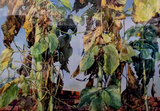 张海珍 家园系列之一 95×67cm.jpg